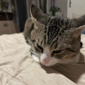 Meet your Posher, Gabriel